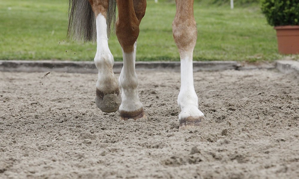 horse walking on sand