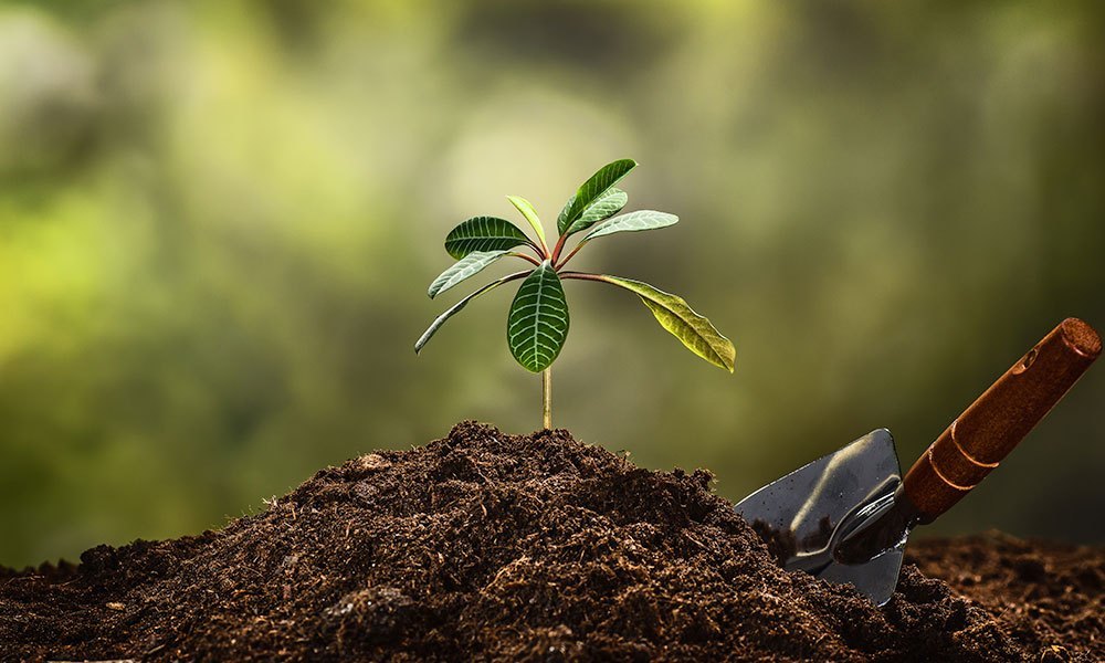 tree planted in the ground